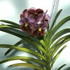ВАНДА (VANDA Jiraprapa xSuksamranSpot xTubtimVelvet (2Tone Pink-Red )) 